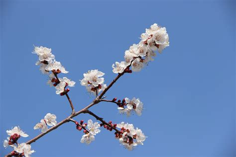 Banco De Imagens árvore Natureza Ramo Plantar Céu Flor Pétala