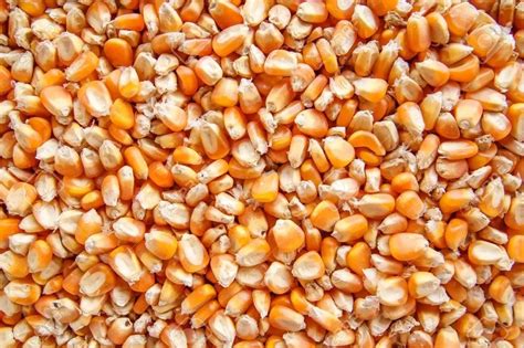 Dried Yellow Maize Seeds For Agriculture Packaging Type Loose At Rs