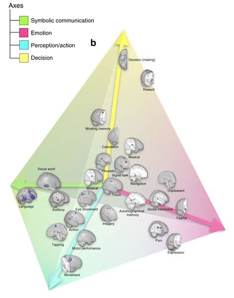 Neuromythe Cerveau Droit Cerveau Gauche Cortex Mag Cerveau