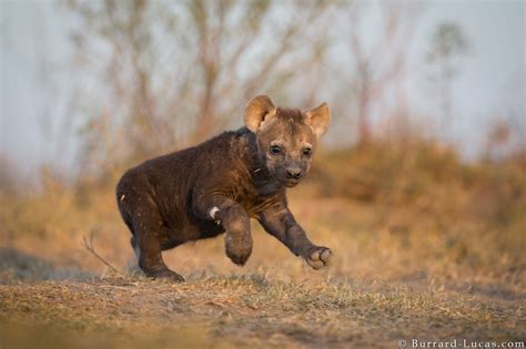 Hyena Cub Running Burrard Lucas Photography