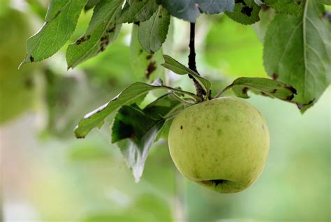 Apple Fruit Food Free Photo On Pixabay Pixabay