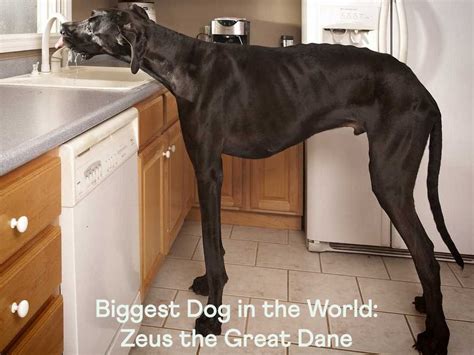 Biggest Dog in the World: Zeus the Great Dane — Sidekick by Finn