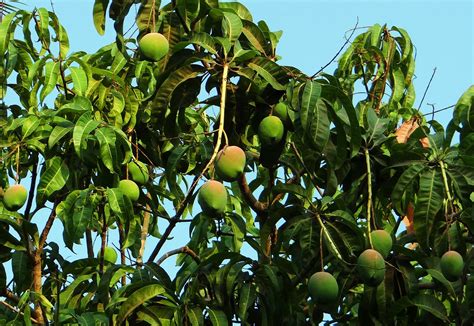 How Haitian Lives Are Improved With Mango Trees
