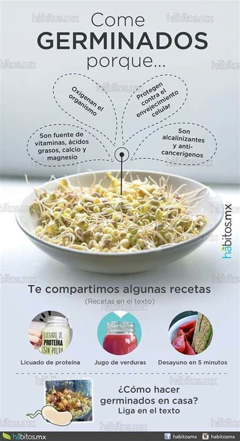 Alimentos Germinados Beneficios Y Propiedades Artofit