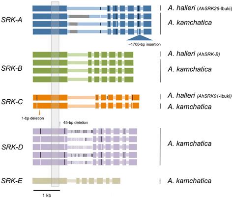 Entire Coding Sequences Of Srk Of Five S Haplogroups From A