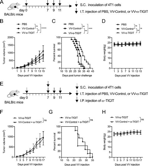 Vv A Tigit Has Enhanced Antitumor Activity In A Breast Cancer Model