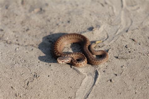 Sand Snake Nature - Free photo on Pixabay - Pixabay