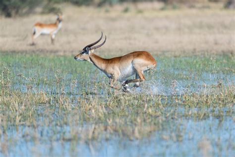 Male Lechwe Running, Okavango by PrivateHuman on DeviantArt