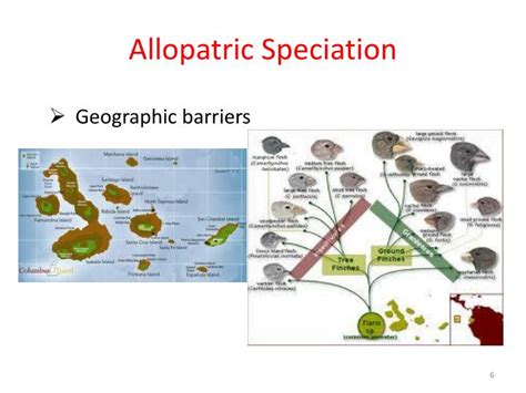 Ppt Macroevolution Speciation Powerpoint Presentation Id3803996