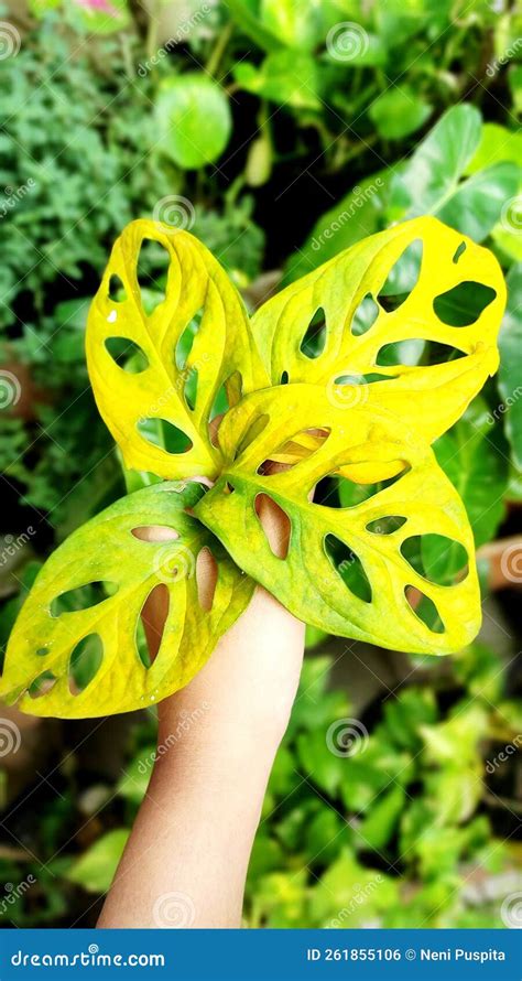 Yellow Janda bolong leaf stock photo. Image of leaf - 261855106