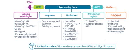 Discovery Mrna Synthesis Services Trilink Biotechnologies