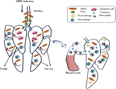 Inflammatory Response Against Avian Pathogenic Escherichia Coli Apec