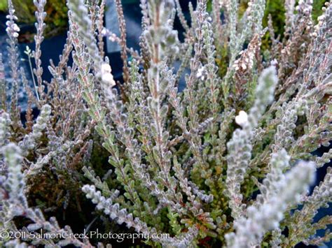 Calluna Vulgaris ‘silver Knight At Digging Dog Nursery