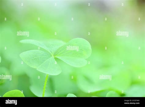 Green Clover Leaf On Green Garden Background St Patricks Day