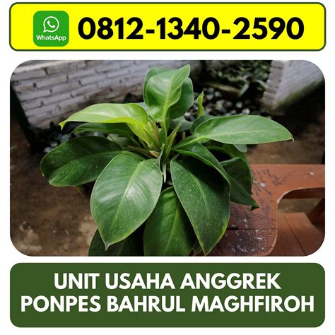 Hpwa 081213402590 Distributor Anggrek Cattleya Malang Jualanggrek