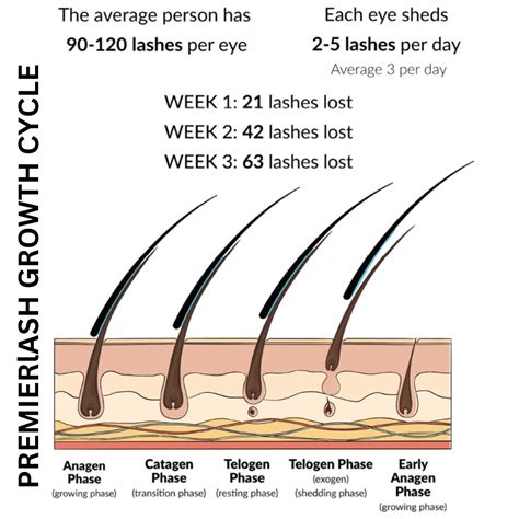 Lash Growth Cycle Explained Premierlash Designer Lashes And Brows