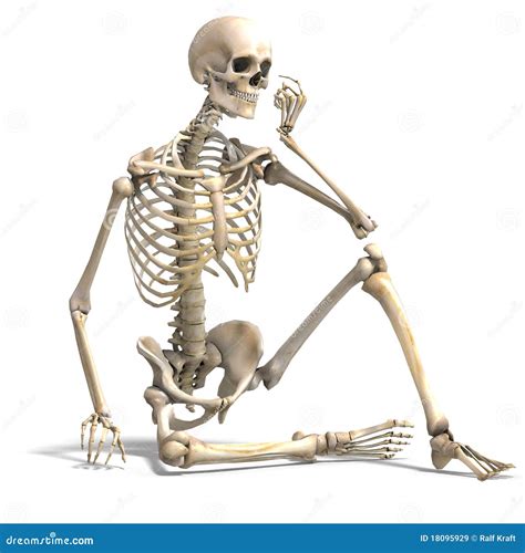 Anatomical Correct Male Skeleton Royalty Free Stock Images Image