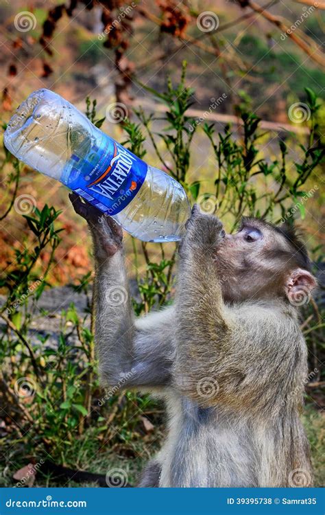 Amazing Drink editorial stock photo. Image of water, greedy - 39395738