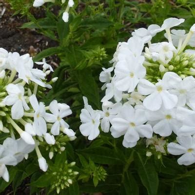 Foto S Van Floks Vlambloem Phlox Paniculata Fujiyama