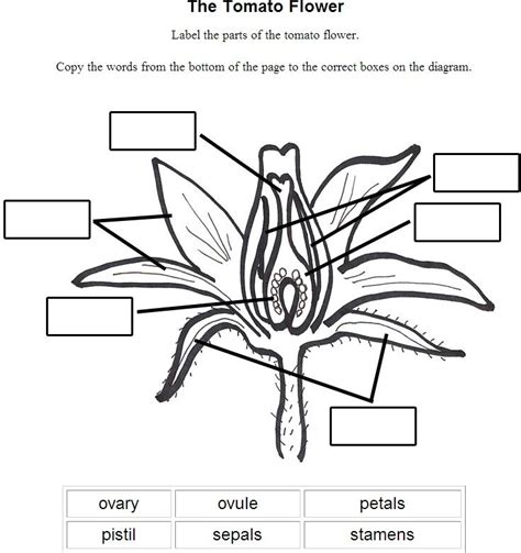 Blank Diagram Of A Flower