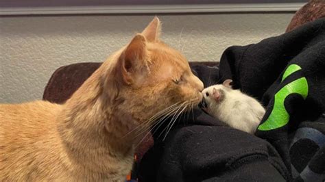 Inseparables La Curiosa Amistad Entre Un Gato Y Un Ratón