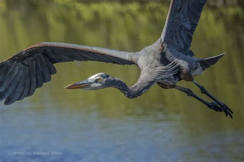 Great Blue Heron In Flight At 15fps Small Sensor Photography By