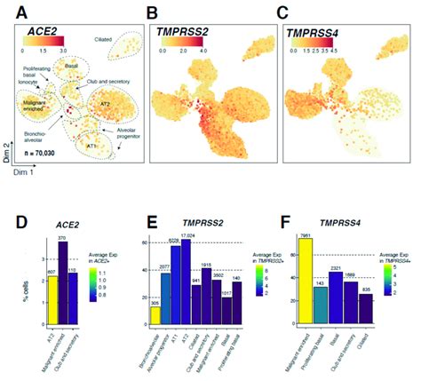 Single Cell Expression Analysis Of Ace2 Tmprss2 And Tmprss4 In 70 030 Download Scientific