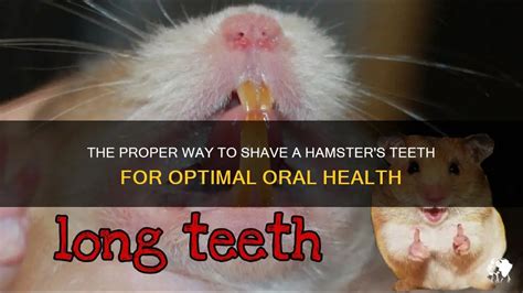 The Proper Way To Shave A Hamster's Teeth For Optimal Oral Health | PetShun