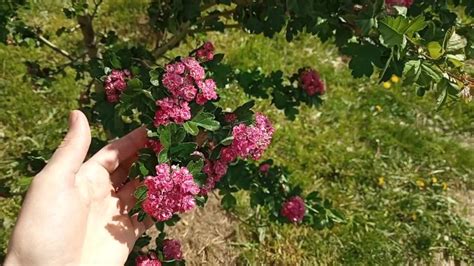 Petting Beauty Flowers On Public Pornhub Gay