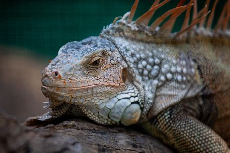 Eidechse Drachen Reptil Kostenloses Foto Auf Pixabay