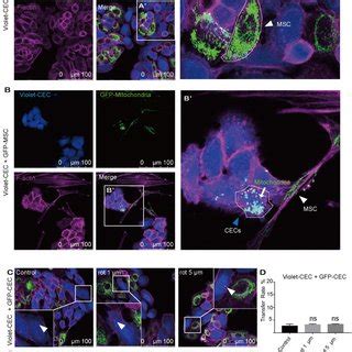 Mitochondria Transfer From Mscs To Corneal Endothelial Cells A