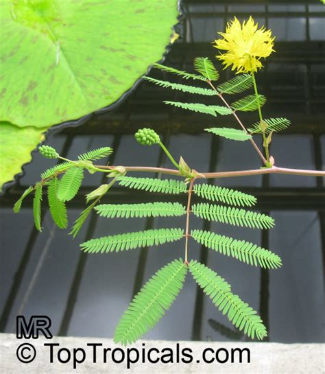 Neptunia oleracea, Water Mimosa - TopTropicals.com