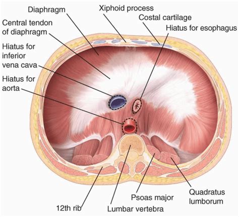 Central Tendon Of Diaphragm - cloudshareinfo