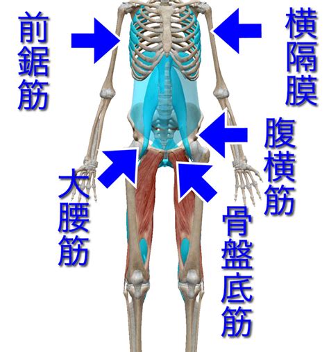 体幹を安定させるための5つの知識 体軸コンディショニングスクール