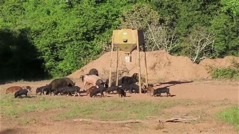 Big Texas Boar Dropped In Its Tracks Youtube