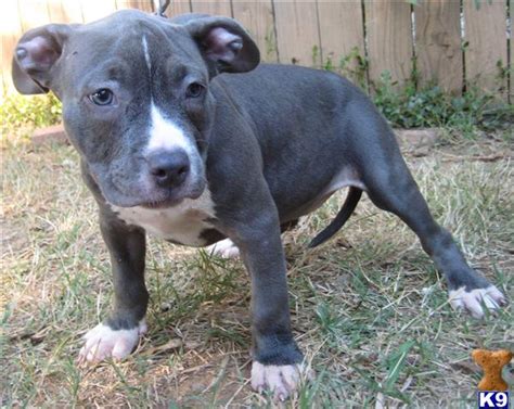 American Pit Bull Puppy For Sale Ukc Adba Registered Blue Pitbull