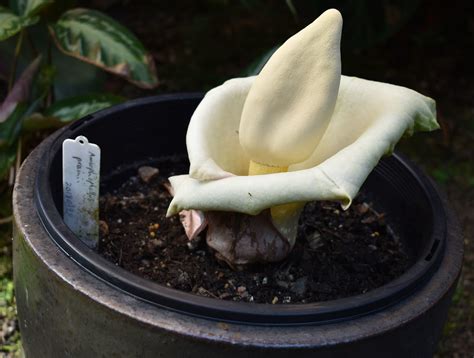 Amorphophallus Prainii Flecker Botanic Garden Cairns Ql Flickr