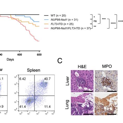 NUP98 Nsd1 FLT3 ITD Double Transgenic Mice Have Decreased Survival And