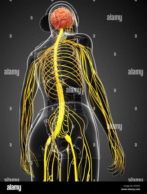 Weibliche nervensystem Fotos und Bildmaterial in hoher Auflösung Alamy