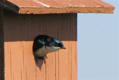 One Tree Swallow Nesting Season, From Start To Finish - Tree Swallow ...