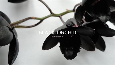 About – Black Orchid