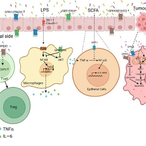 SCFAs Alleviate IBD And CRC By Increasing Intestinal Barrier Function