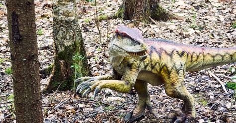 7 of the Rarest Hard to Find Dinosaur Fossils - Fossilicious