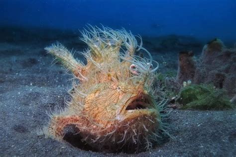 Conhe A O Peixe Sapo Peludo