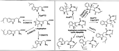 Prenylation Positions Of Tryptophan Prenyltransferases Left And Of