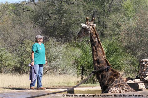 A giraffe rescue - Africa Geographic