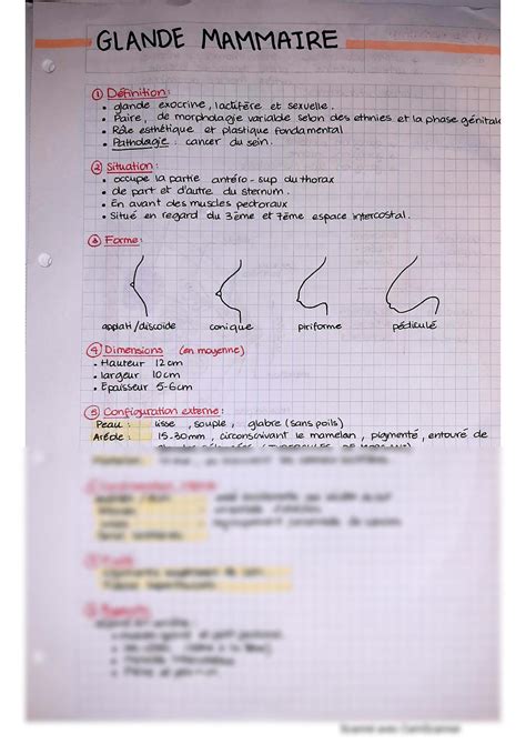 SOLUTION Anatomie De La Glande Mammaire Studypool