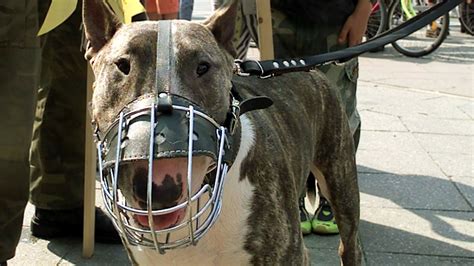 Owners Of Killer Dogs Could Face Life Sentences Channel 4 News