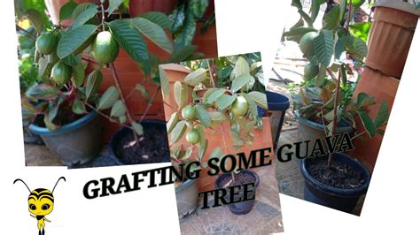 How To Graft A Guava Tree S Any Tree S Youtube