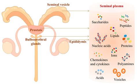 IJMS Free Full Text Immune Regulation Of Seminal Plasma On The